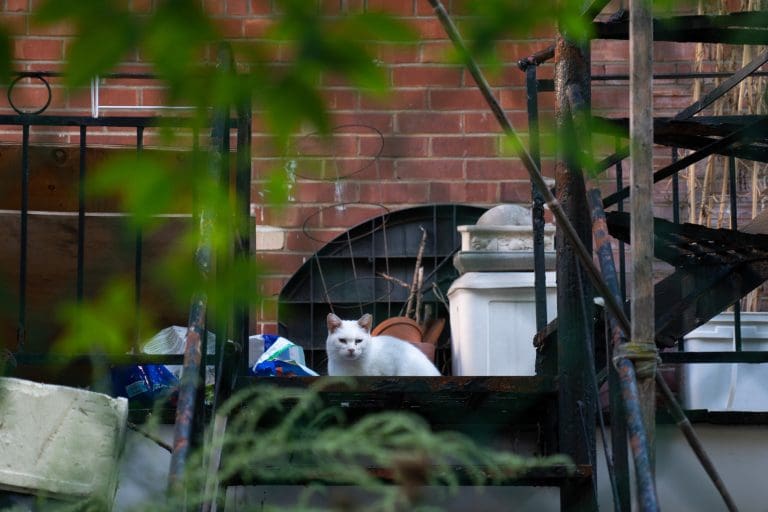 The community cats of Parc-Extension