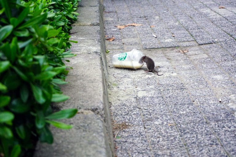 First the garbage, now rats