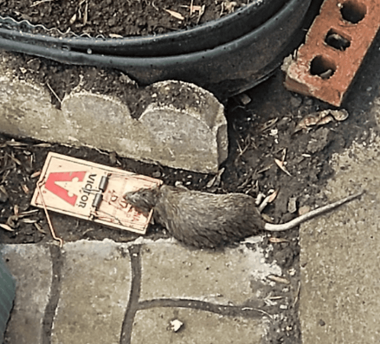 Filth in Park-Ex reaches critical mass